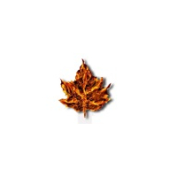 MAPLE LEAF